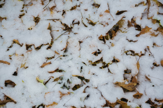 雪地