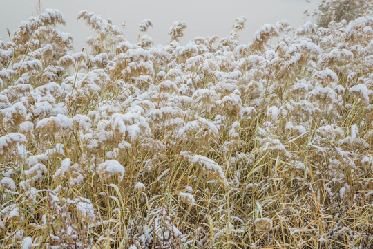 雪芦苇