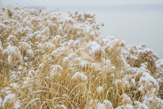 雪芦苇