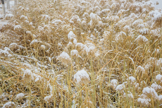 雪芦苇