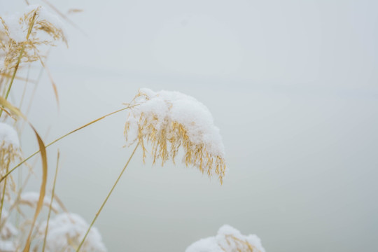 雪芦苇