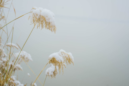 雪芦苇