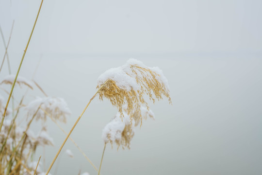 雪芦苇