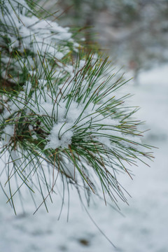 雪松