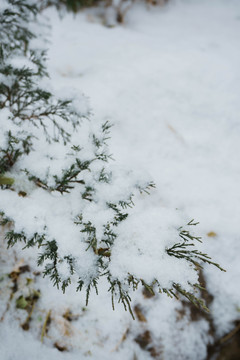 雪松