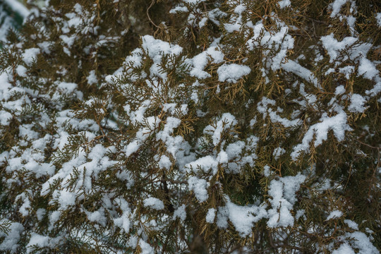 雪松