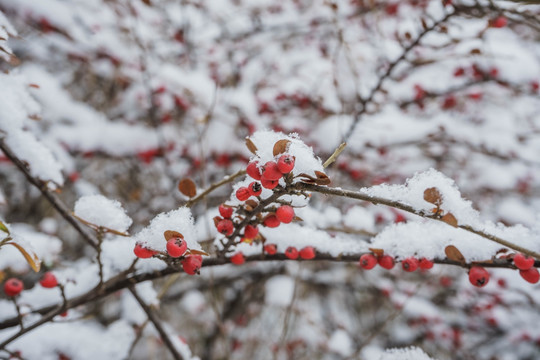 雪下红果