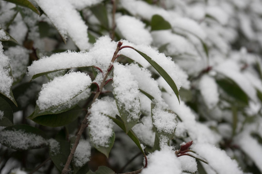 叶上落雪