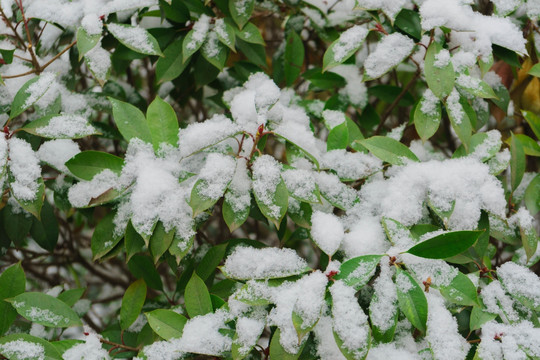 叶上落雪