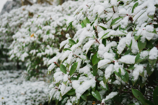 叶上落雪