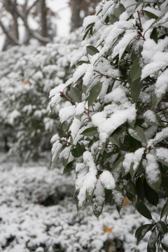 叶上落雪