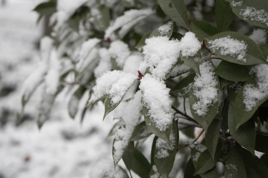 叶上落雪