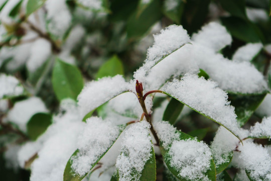 叶上落雪