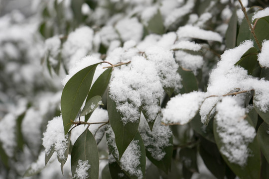 叶上落雪