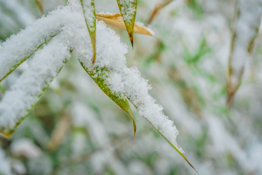 叶上落雪