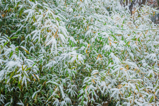 叶上落雪