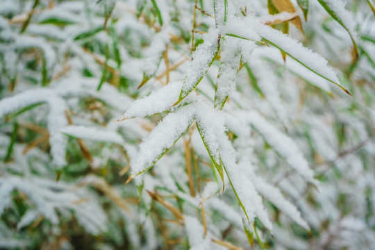 叶上落雪