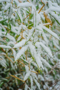 叶上落雪