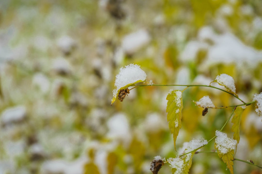 叶上落雪
