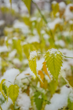 叶上落雪