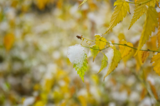 叶上落雪