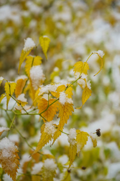 叶上落雪