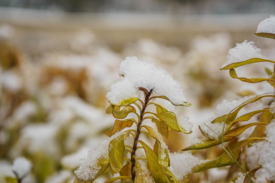 叶子落雪