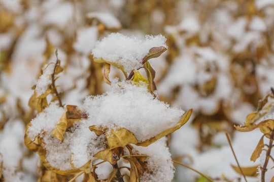 叶子落雪