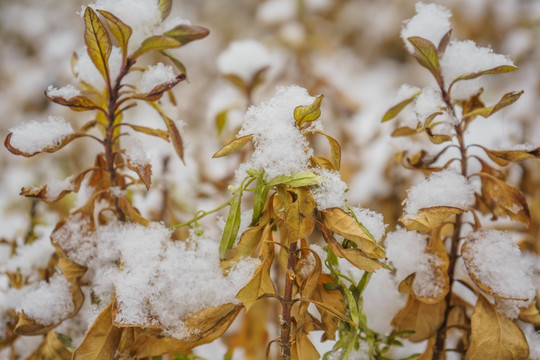 叶子落雪