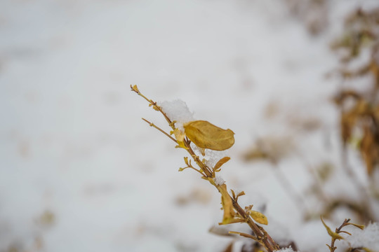 叶子落雪