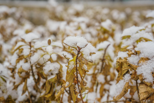 叶子落雪