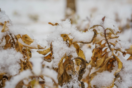 叶子落雪