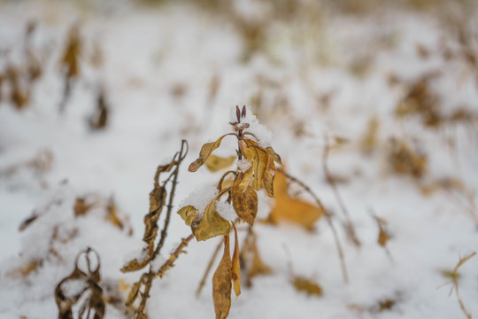 叶子落雪