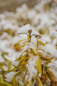 叶子落雪