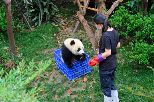 大熊猫与饲养员