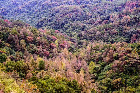 秋天山谷树林