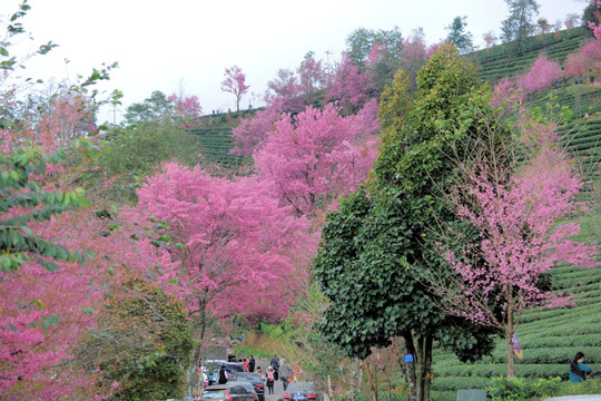 南涧 樱花谷