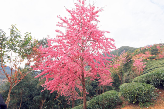 南涧 樱花谷