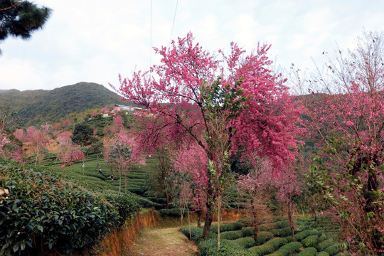 南涧 樱花谷