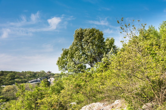 山林