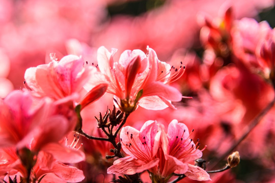红杜鹃