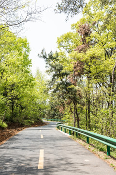 金牛山林间公路