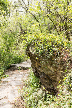 金牛山山道