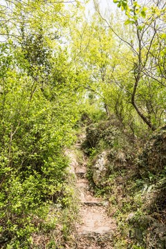 金牛山山道