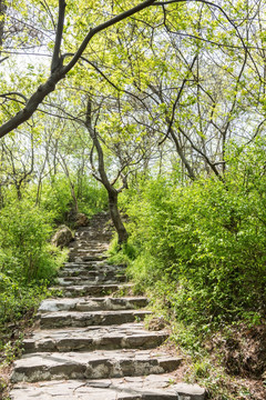 金牛山山道