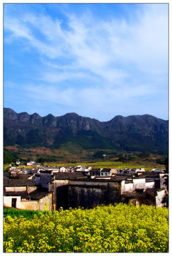 宏村 皖南 黄山 油菜花