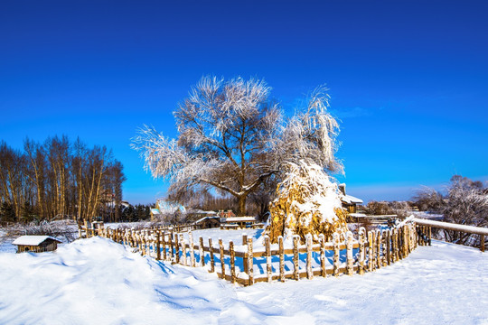 冬季雾凇雪景 农舍