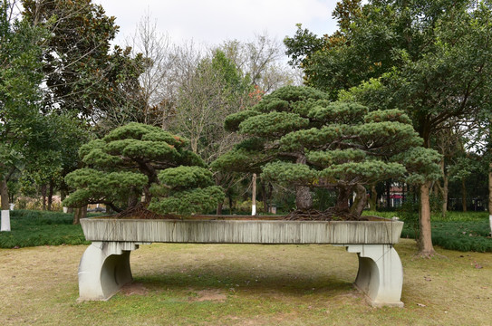 青松盆景