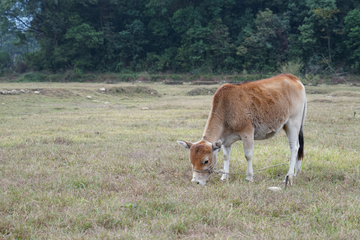 黄牛 吃草的牛 绿草地素材