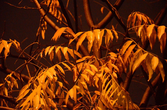 雨夜中的树叶